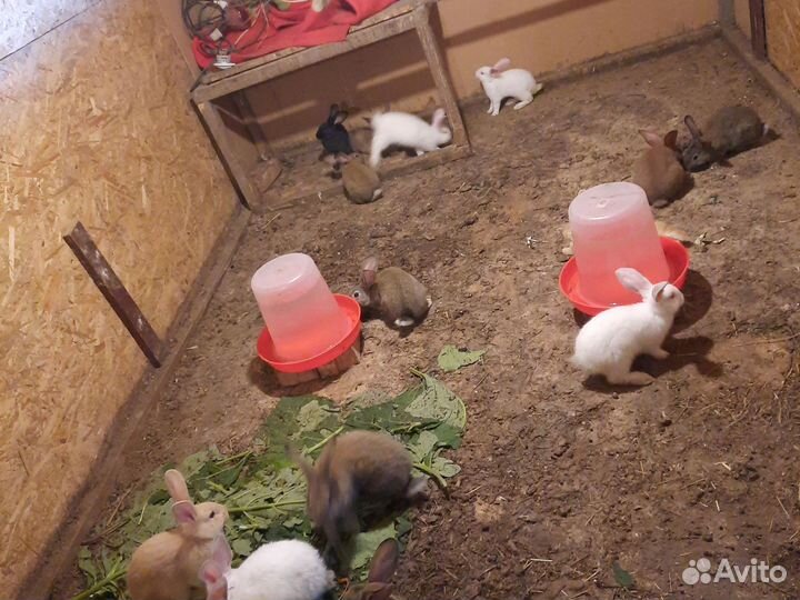 Калифорнийские кролики