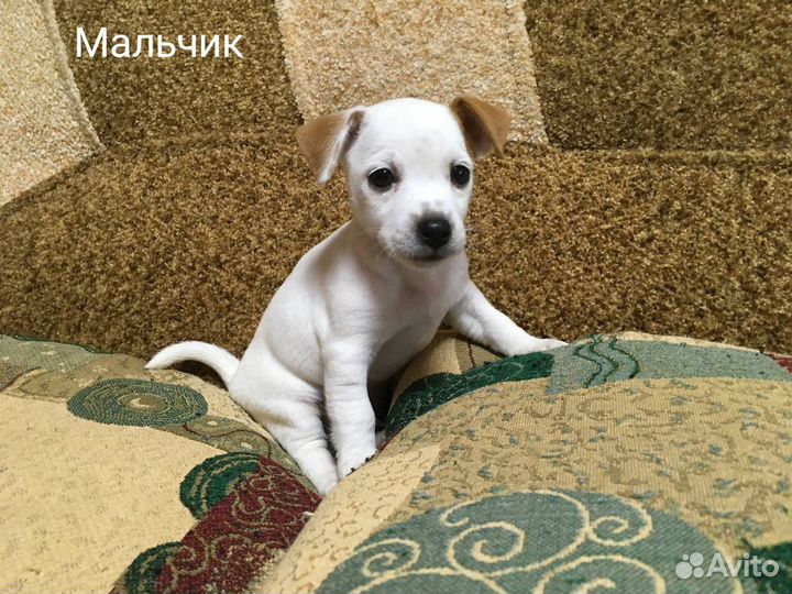Джек Рассел терьер