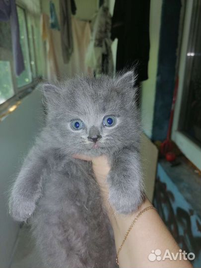 Кошка в дар