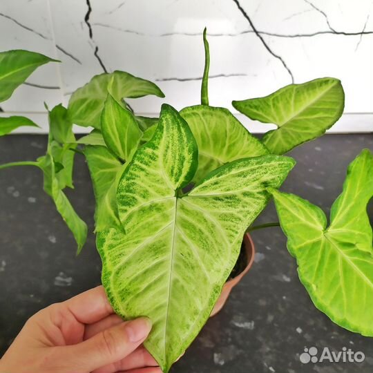 Сингониум ножколистный,комнатные растения