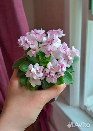 Черенки сортовых фиалок 10 шт