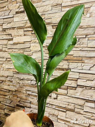 Стрелиция Регина