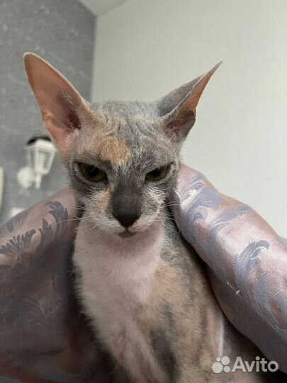 Рекс девочка