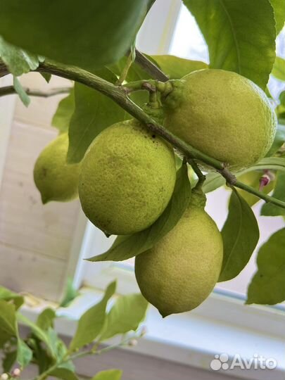Лимон комнатный Мейер