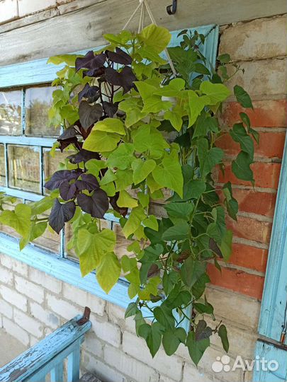 Ипомея батат