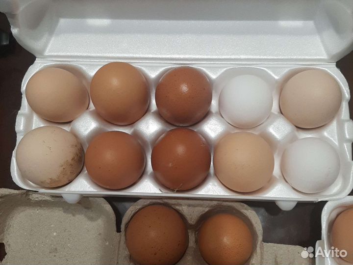 Домашние куриные яйца