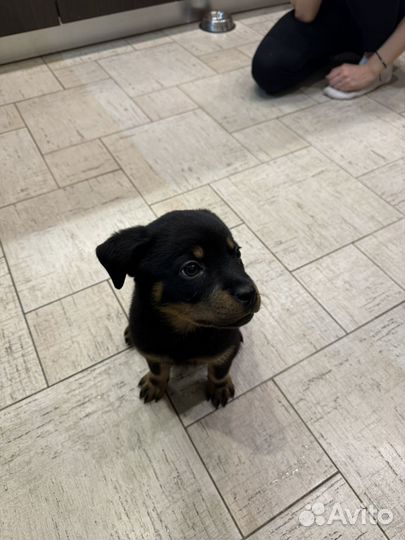 Щенки ротвейлера