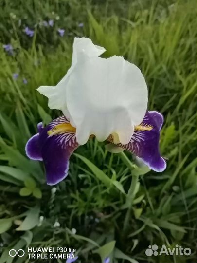 Очиток, ирисы, лук порей, перец