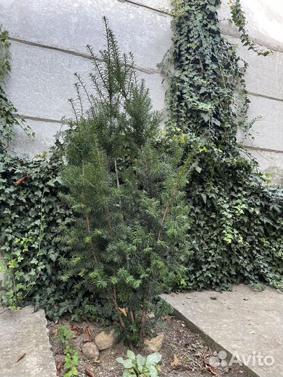 Тис ягодный