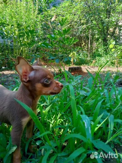 Мини той-терьер