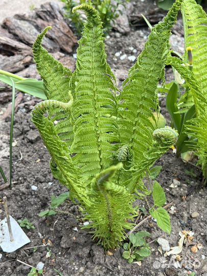 Папоротник садовый