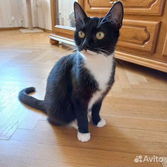 Кошка в дар бесплатно