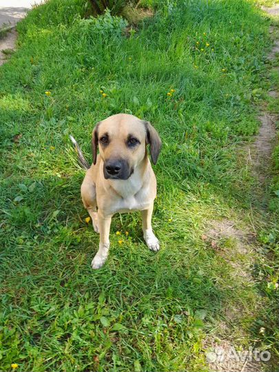 Найдена собака