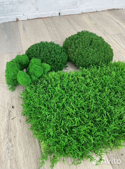 Стабилизированный мох