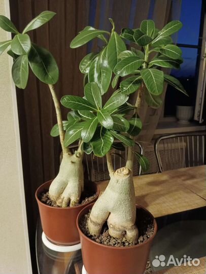 Комнатные цветы