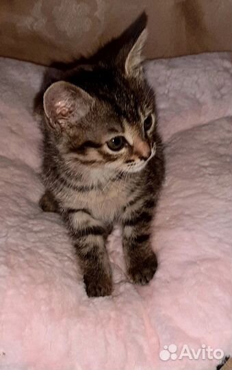 Котенок девочка 1,5 месяца