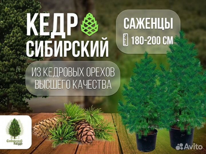 Саженцы кедра от производителя экстра класс