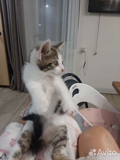 Кошка