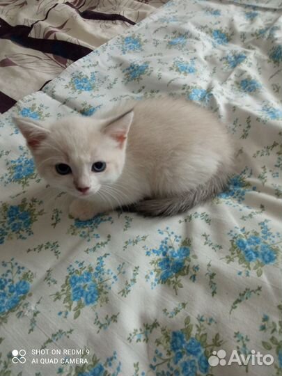 Котенок в добрые руки