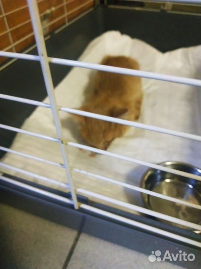 Котенок в добрые руки