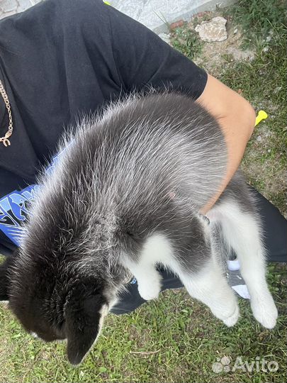 Сибирский хаски