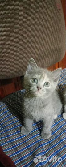 Котята 1,5 месяца