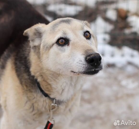 Пёс Сёма ищет хозяев