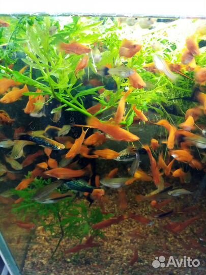 Оптом и в розницу