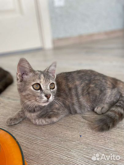 Котёнок в добрые руки, девочка, 3 месяца