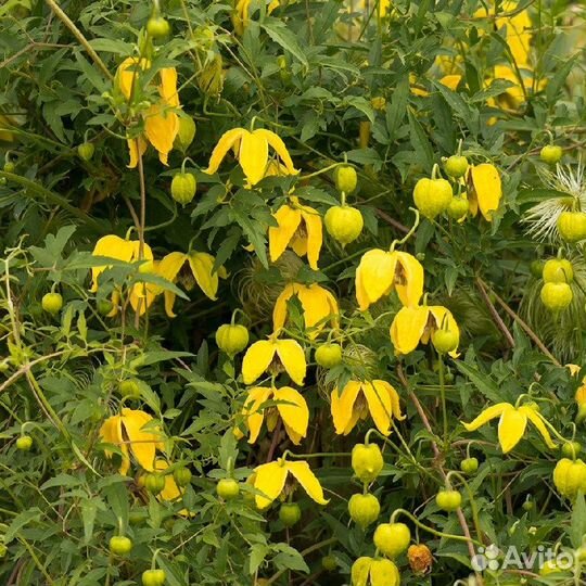 Клематисы видовые (княжики) семена