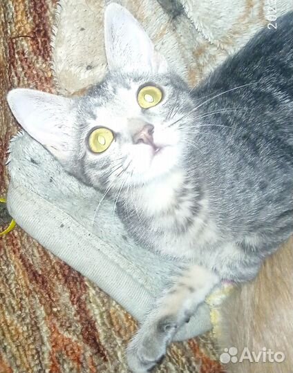 Два котенка ждут своих хозяев