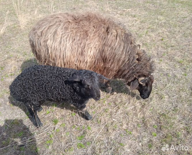 Баран, овца с ягнёнком, курдючные