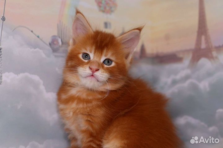 Мейн-кун супер шикарный котенок, питомник