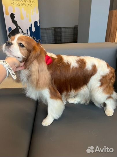 Стрижка собак в салоне и дома