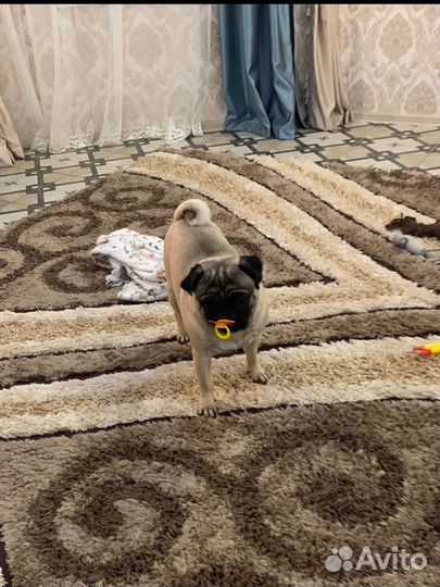 Мопс ищет подружку