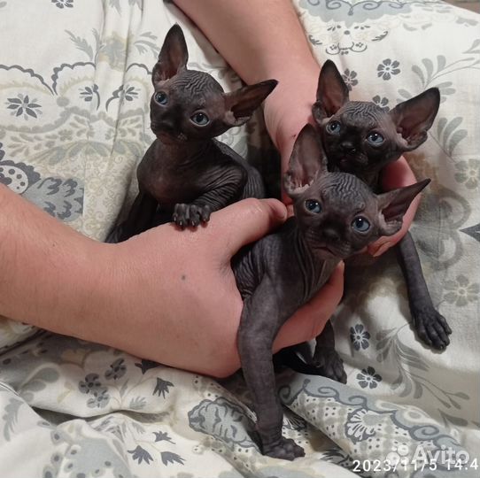 Канадский сфинкс