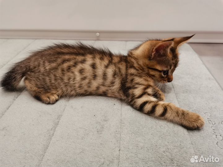 Кошки в добрые руки
