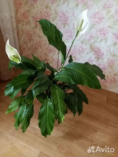 Спатифиллум