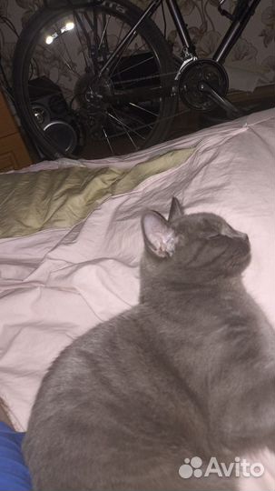 Отдам в добрые руки