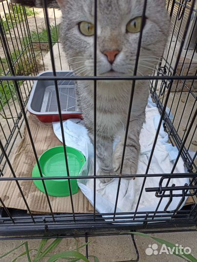 Кот- Вискас