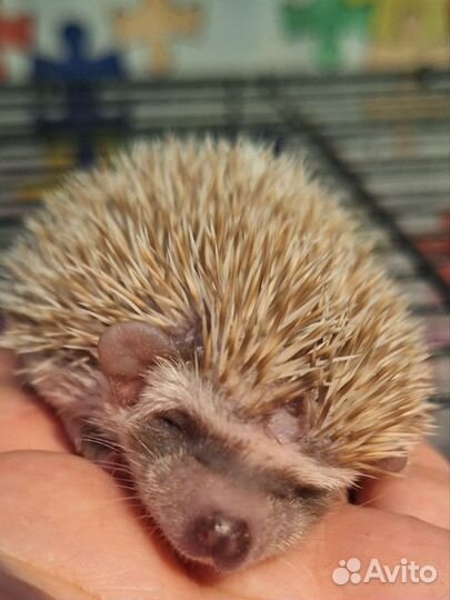 Африканский карликовый ёж