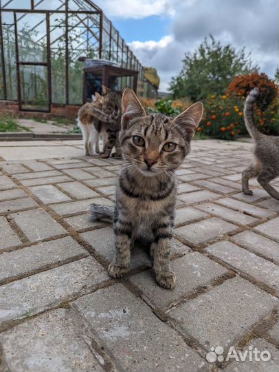 Котятки ищут дом