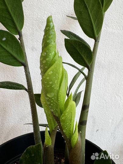 Замиокулькас