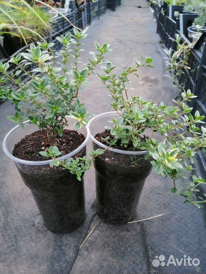 Тимьян лимоннопахнущий