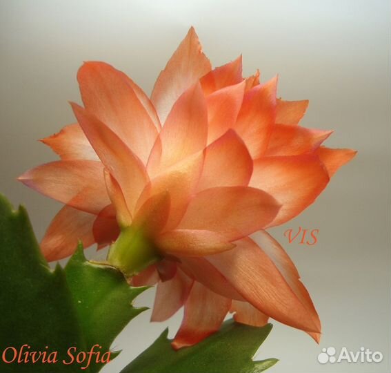 Декабрист шлюмбергера махрового сорта Olivia Sofia