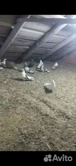 Гулуби Николаеские