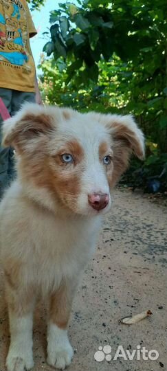 Щенок австралийской овчарки