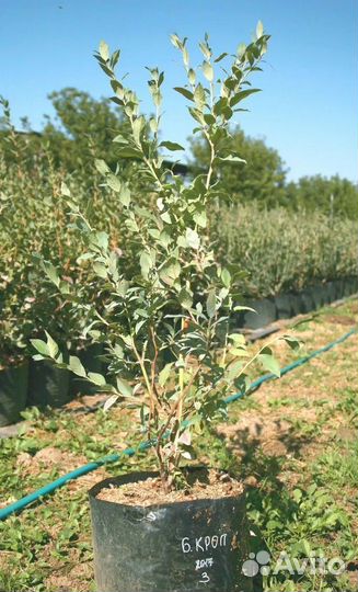 Саженцы голубики