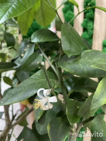 Лимонное дерево с плодами