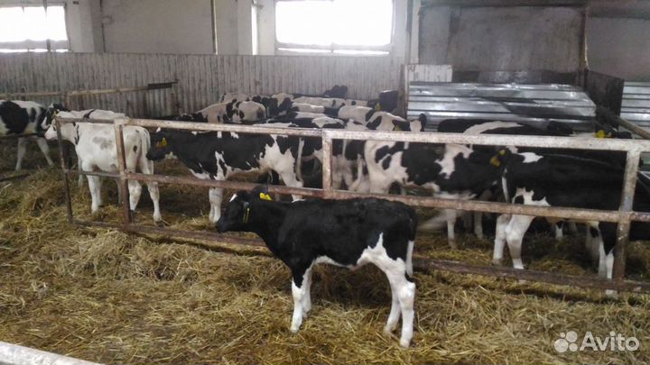 Телята мясной породы бычки